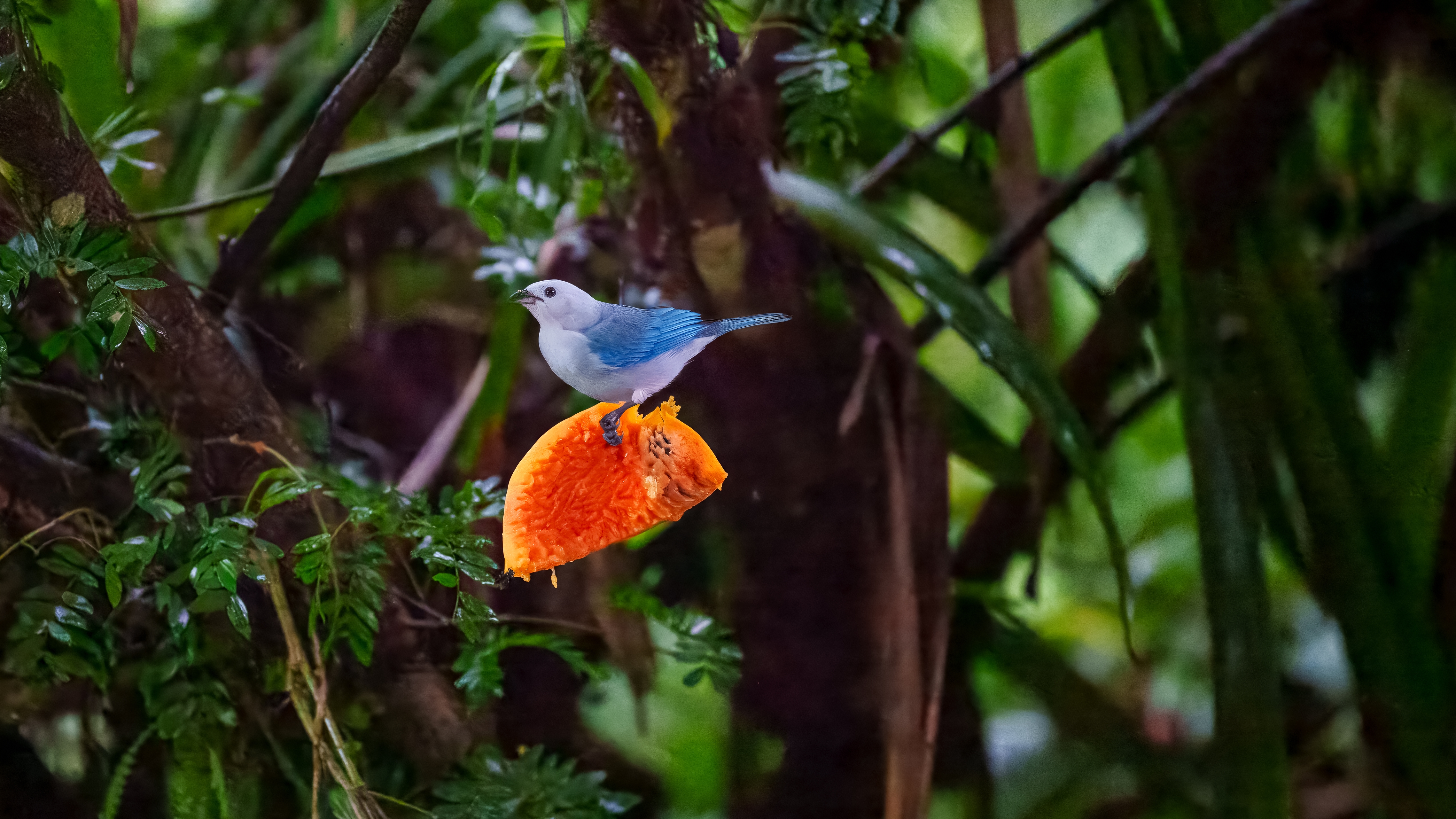 Die Bischofstangare (Thraupis episcopus, Syn.: Tangara episcopus), auch Blautangare oder Blaugraue Tangare genannt, ist eine Vogelart der Gattung der Thraupis aus der Familie der Tangaren (Thraupidae). Ihr natürliches Verbreitungsgebiet reicht von Mexiko bis nach Peru und dem Nordwesten Brasiliens. Die Art kommt außerdem auf Tobago und Trinidad vor.